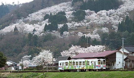 山陽山陰鳥取自由行春天賞櫻人氣景點若櫻鐵道若櫻站火車鐵道兩側與車站周圍的櫻花樹林登記為國家登錄有形文化財