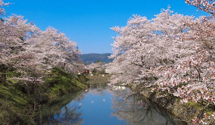 山陽山陰鳥取自由行春天賞櫻人氣景點鹿野城跡公園粉色櫻花與河面倒映蔚藍晴空