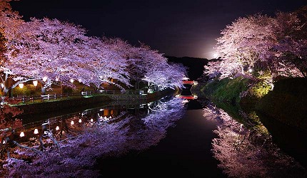 山陽山陰鳥取自由行春天賞櫻人氣景點鹿野城跡公園絢麗夜櫻夜間點燈