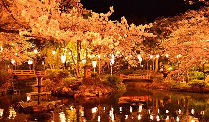山陽山陰鳥取自由行春天賞櫻人氣景點倉吉打吹公園夜間點燈