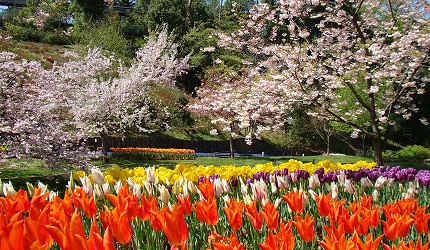 山陽山陰鳥取自由行春天賞櫻人氣景點日本最大級花卉主題公園鳥取花迴廊櫻花與鬱金香田