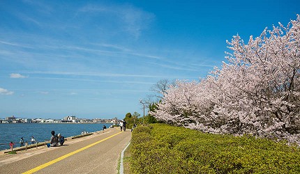 山陽山陰鳥取自由行春天賞櫻人氣景點米子湊山公園沿岸整排櫻花樹