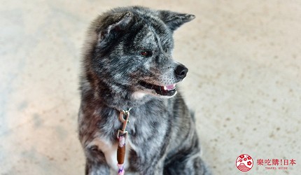 秋田犬之里可愛秋田犬特寫