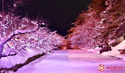 弘前公園冬季櫻花亮燈,雪覆櫻枝呈現粉色夜景