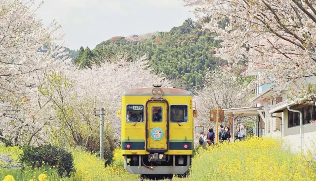 夷隅小旅行攻略：黃色電車、伊勢龍蝦、鄉下住一晚療癒之旅