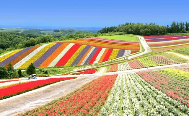 【永久保存版】北海道四季花曆，薰衣草花期、花海觀賞季節一次告訴你 的縮圖