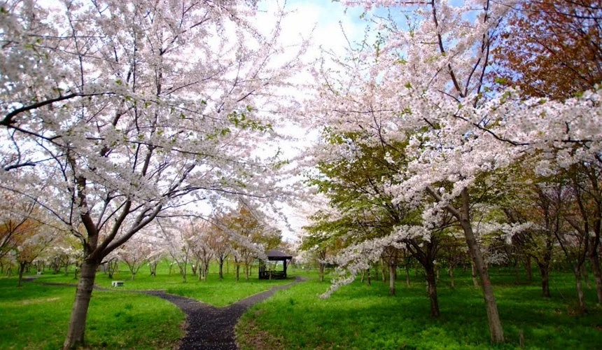 粉色櫻花樹與綠色草地