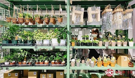 展示各種盆栽植物的陳列區域