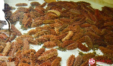 北海道海參檜山海參捕撈上岸的樣子