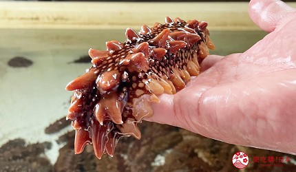 北海道海參檜山海參