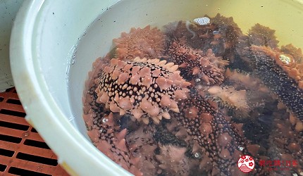 北海道海參檜山海參