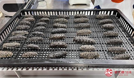 北海道海參檜山海參處理過程