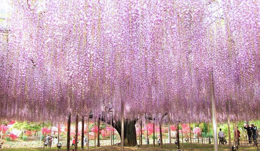 足利花卉公園春季紫藤花季景色,大片淡紫色紫藤花自高架花棚垂落成花瀑,遊客漫步於花海下方