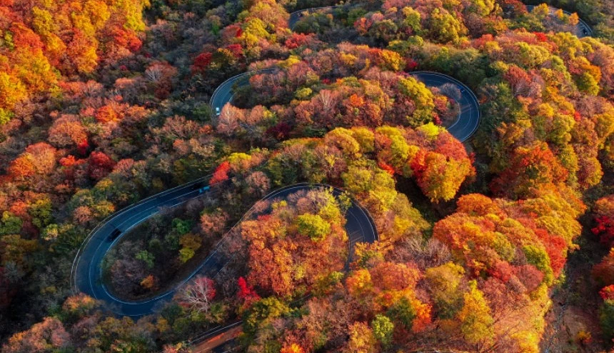 空拍蜿蜒山路穿越楓紅樹林,髮夾彎道景觀