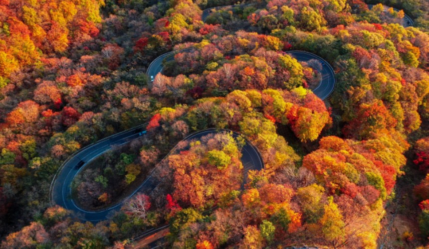 奧日光伊呂波坂的蜿蜒山路穿梭於紅、橙、黃交錯的秋季楓林之中,呈現壯觀的賞楓景色