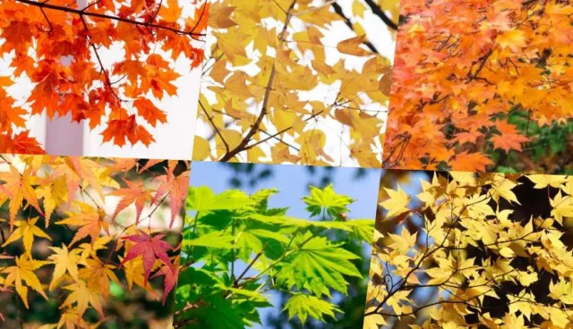 6大日本楓葉品種：楓紅全靠雞爪槭、山紅葉、糖楓打造【日本賞楓圖鑑】