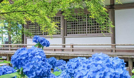 雲邊寺夏季開滿繡球花