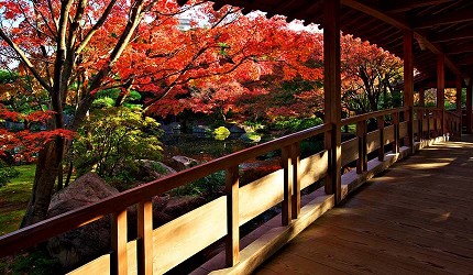 有許多紅葉的日本庭園