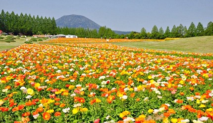 黃紅相間的花海
