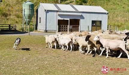 牧羊犬與動物表演，千葉母親牧場療癒系活動