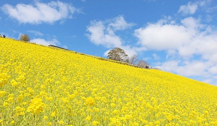 春季油菜花花田，母親牧場關東最大花海