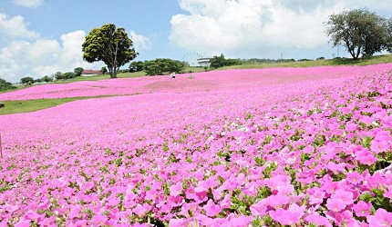 夏季矮牽牛花盛開，母親牧場四季花海美景推薦