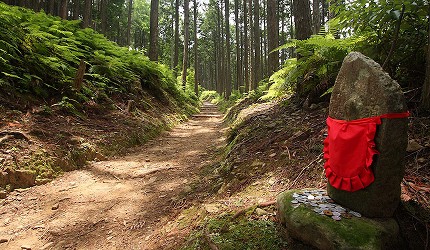 陽光透過樹林灑在熊野古道上景觀