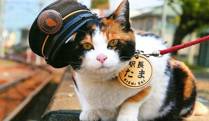 貴志車站貓站長樣子