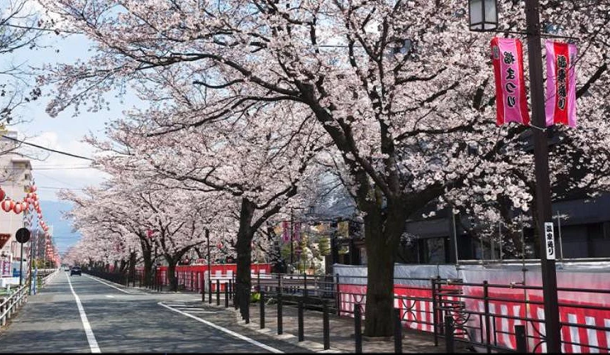 石和溫泉街春季櫻花盛開景色,道路兩側櫻花樹形成櫻花隧道