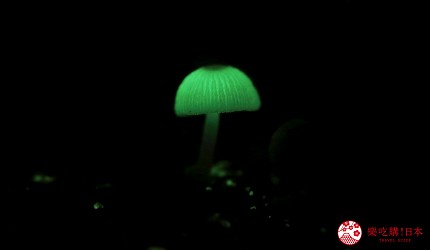 東京離島景點必去「小笠原群島」的夜晚發光蘑菇
