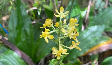 東京離島景點必去「小笠原群島」的固有種的野生蘭花コヘラナレン(Crepidiastrum grandicollum)