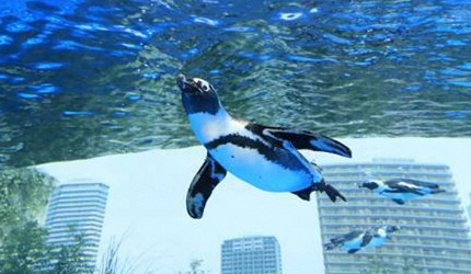 池袋陽光水族館的企鵝
