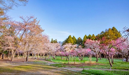 公園內的櫻花與梅花林