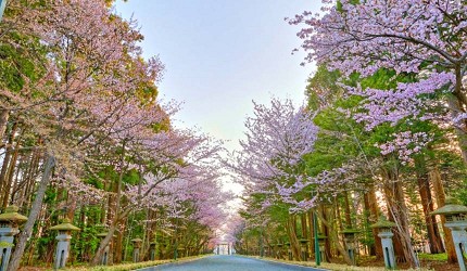 公園的兩旁種滿櫻花