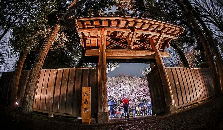 六義園正門口,夜晚點燈打亮巨大枝垂櫻