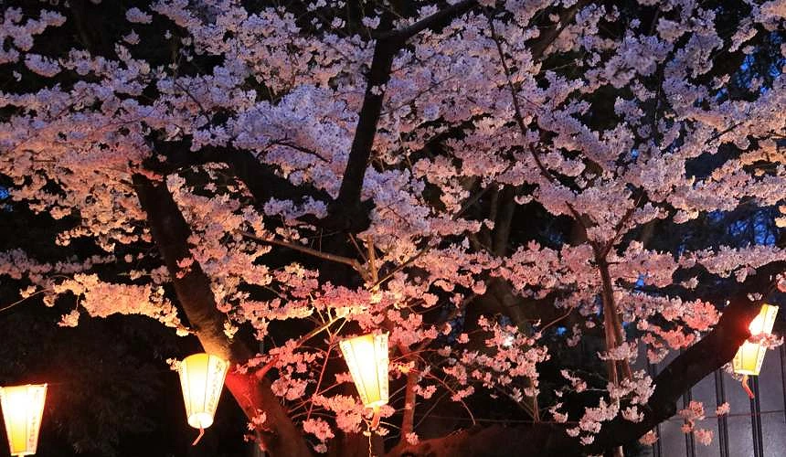 上野公園點燈後的夜櫻和燈籠