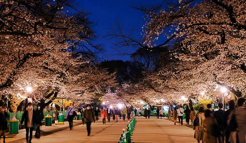 群眾在上野公園觀賞點燈後的夜櫻