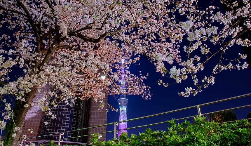 夜晚點燈的晴空塔和夜櫻