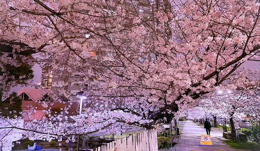 滿開的櫻花街道