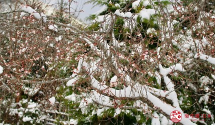 日本關西京都雪景景點推介推薦日本冬天景點冬季必去京都下雪點燈打卡金閣寺清水寺貴船神社寶泉院三千院實光院上賀茂神社東福寺嵐山妙滿寺雪之庭介紹文章積雪的樹圖