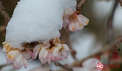 日本關西京都雪景景點推介推薦日本冬天景點冬季必去京都下雪點燈打卡金閣寺清水寺貴船神社寶泉院三千院實光院上賀茂神社東福寺嵐山妙滿寺雪之庭介紹文章不斷櫻雪景圖