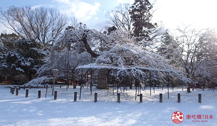 日本關西京都雪景景點推介推薦日本冬天景點冬季必去京都下雪點燈打卡金閣寺清水寺貴船神社寶泉院三千院實光院上賀茂神社東福寺嵐山妙滿寺雪之庭介紹文章冬天齋王櫻圖