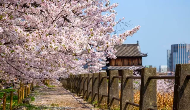 2026福岡櫻花景點11選：西公園櫻花隧道、2月賞櫻推白野江植物公園