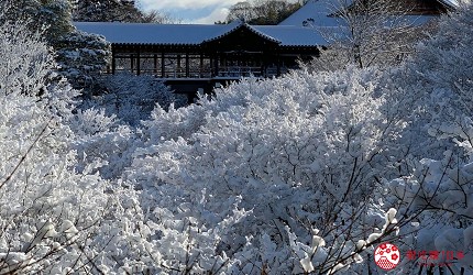 日本關西京都雪景景點推介推薦日本冬天景點冬季必去京都下雪點燈打卡金閣寺清水寺貴船神社寶泉院三千院實光院上賀茂神社東福寺嵐山妙滿寺雪之庭介紹文章東福寺積雪樹景圖