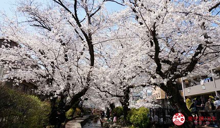 東京近郊川崎JR宿河原站附近二領用水櫻花