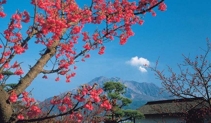 寒緋櫻與背後的櫻島火山