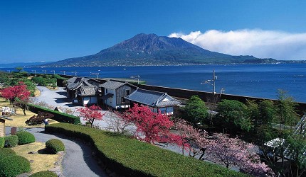 櫻島火山與仙巖園的櫻花