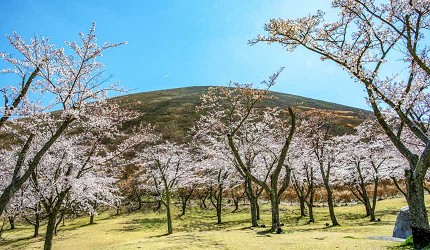 伊豆「櫻花之里」白天景色,廣闊草地上櫻花樹成排綻放,背景可見大室山的圓潤山形,呈現開闊而寧靜的春日賞櫻風景