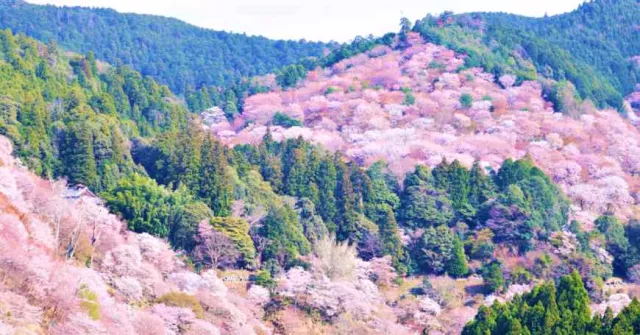 吉野山櫻花懶人包：千本櫻花海時間表、天氣概覽、櫻花與溫泉一日遊提案