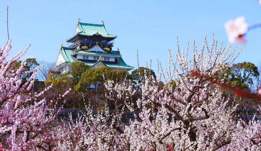 大阪城與盛開的梅花